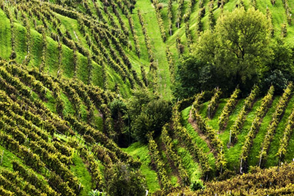 Conegliano Valdobbiadene D.O.C.G.